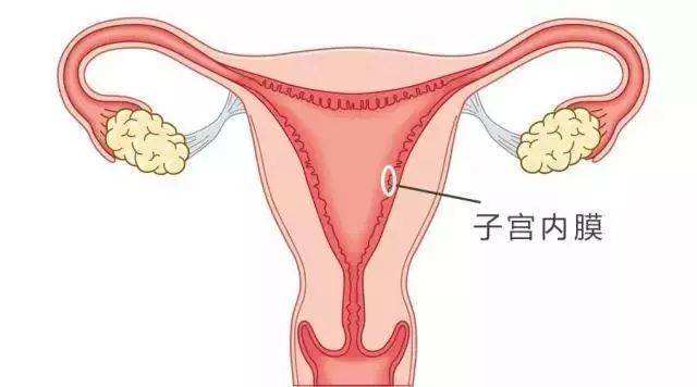 子宫内膜薄